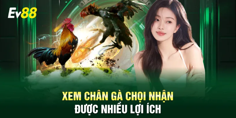 Xem chân gà chọi nhận được nhiều lợi ích